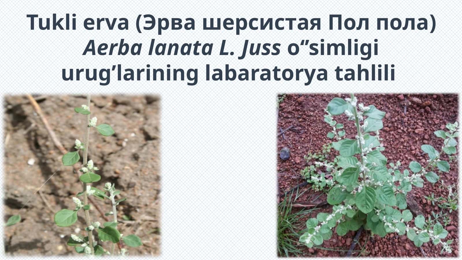 Tukli Erva (Aerba Lanata) O'simligini LabaratoryataxLili va O'stirish Usullari