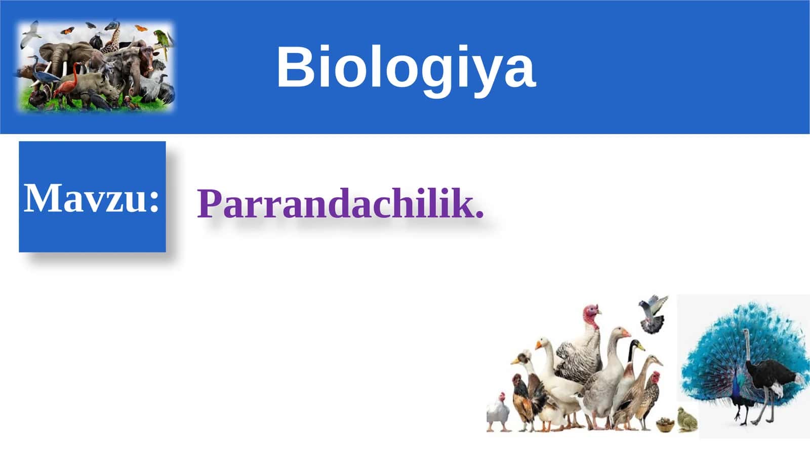 Parrandachilik