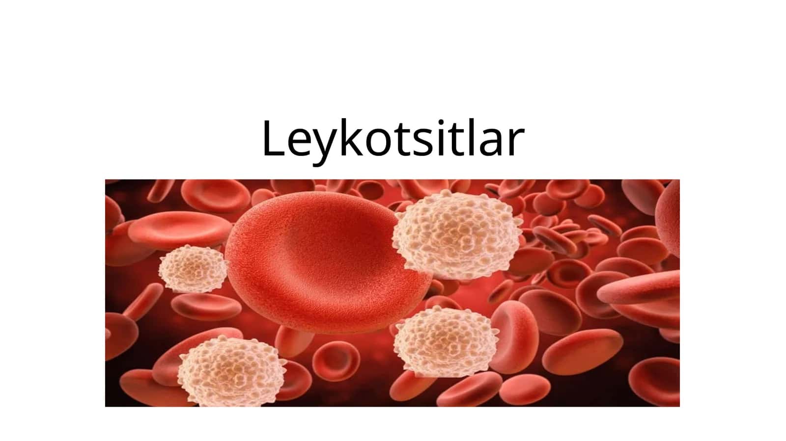 Leykotsitlar fiziologiya