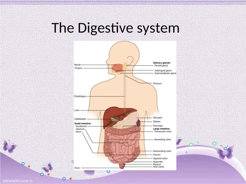 The Digestive physiology