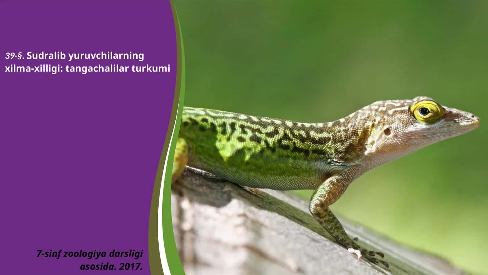 7-sinf Zoologiya 'Sudralib yuruvchilarning xilma-xilligi tangachalilar turkumi' ko'rgazma