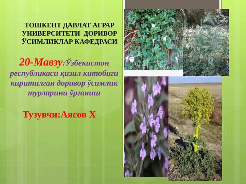 Ўзбекистон республикаси қизил китобиги киритилган доривор ўсимлик турларини ўрганиш