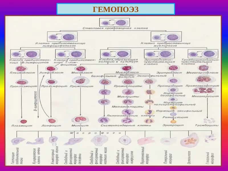 Анемия. Лейкоз