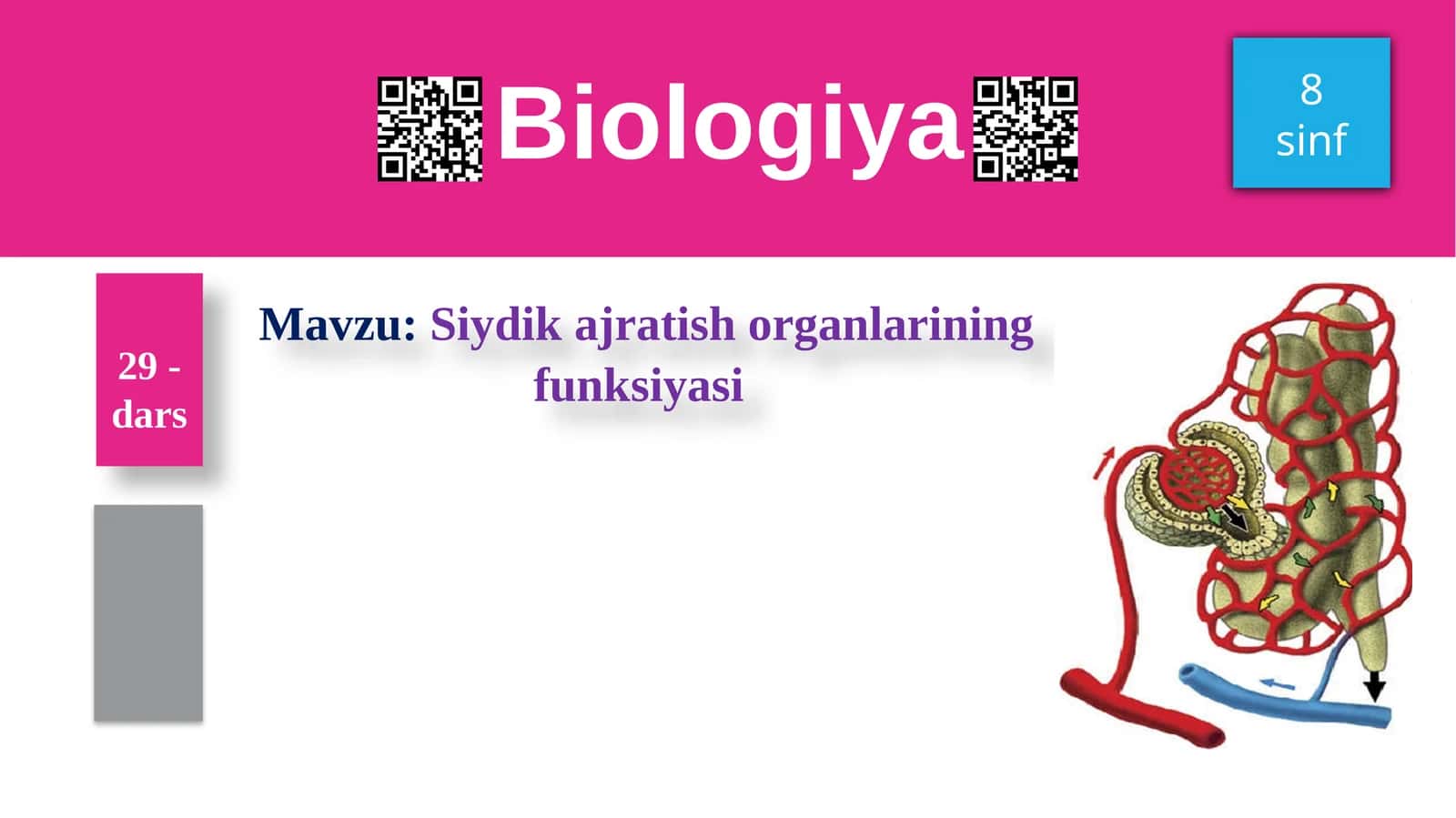 Siydikajratish organlarining funksiyasi