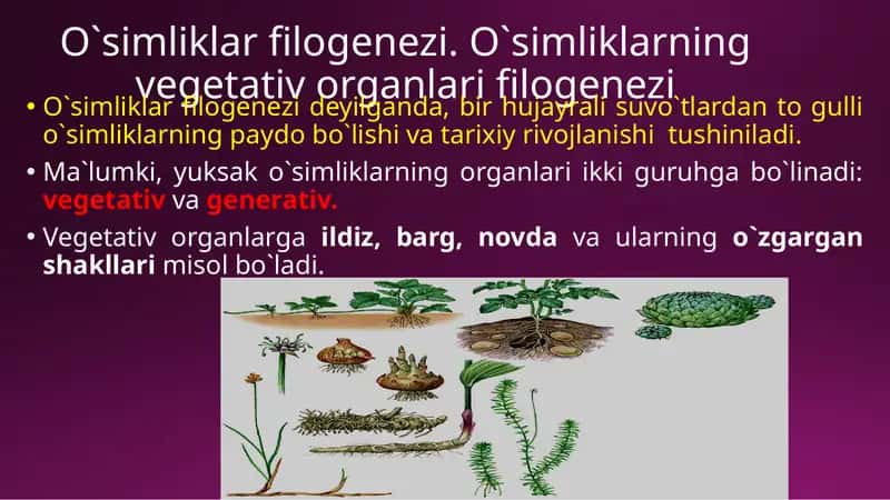 O`simliklar filogenezi