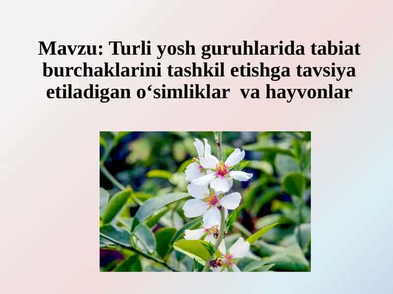 Turli yosh guruhlarida tabiat burchaklarini tashkil etishga tavsiya etiladigan o‘simliklar va hayvonlar