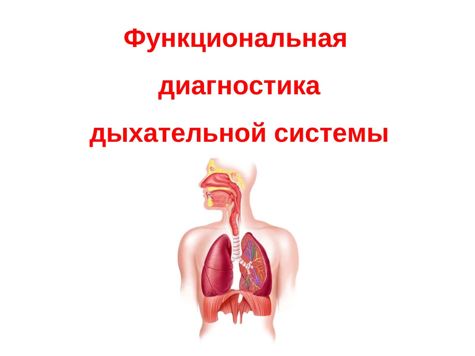 Функциональная диагностика дыхательной системы