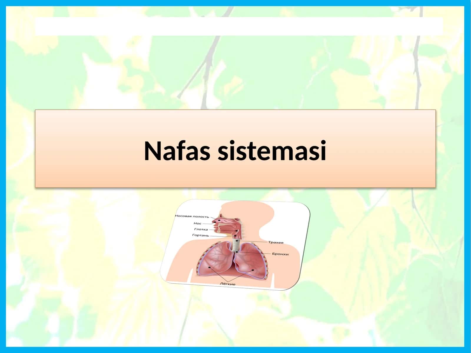 Nafassistemasi