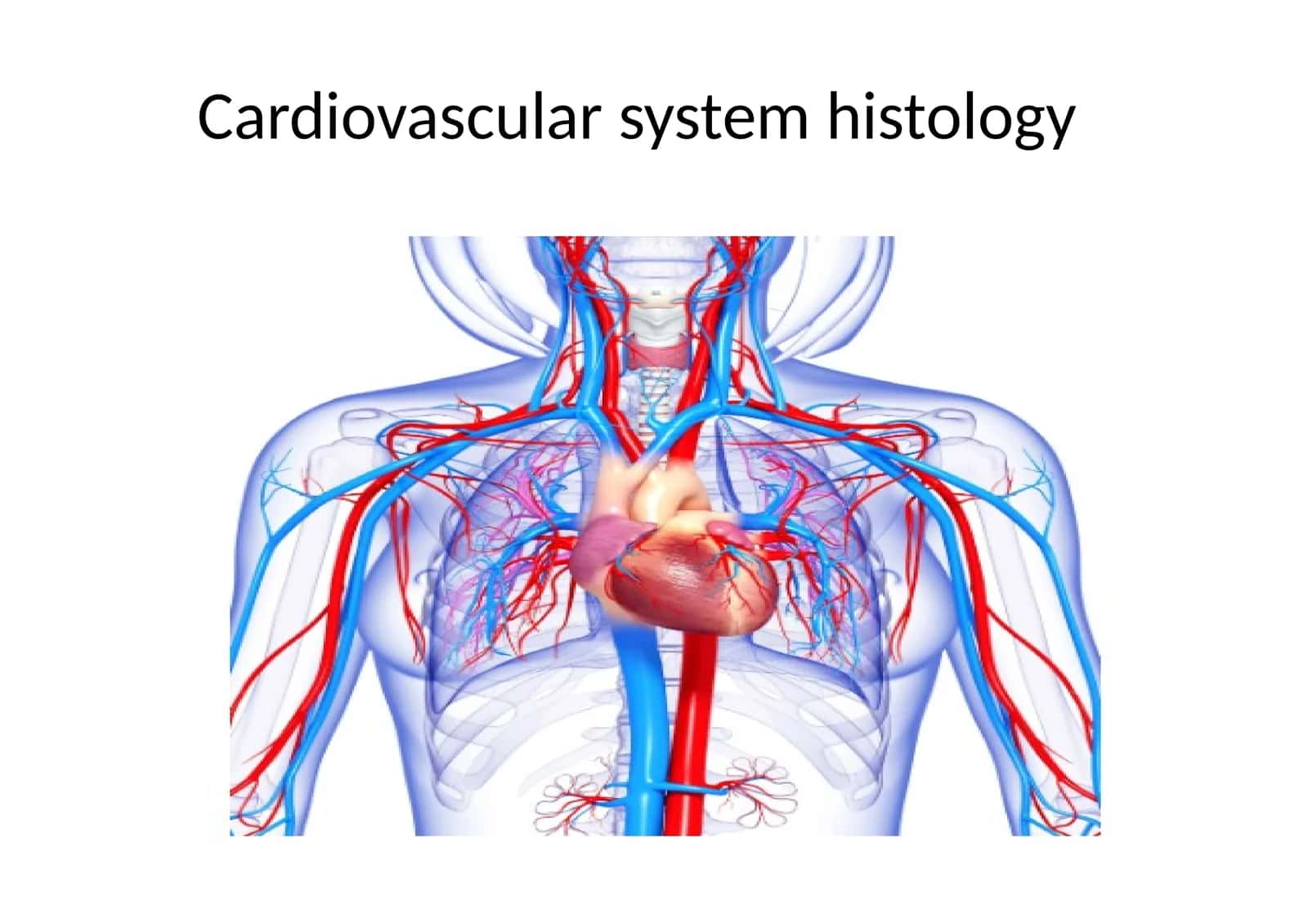 Cardiovascular system