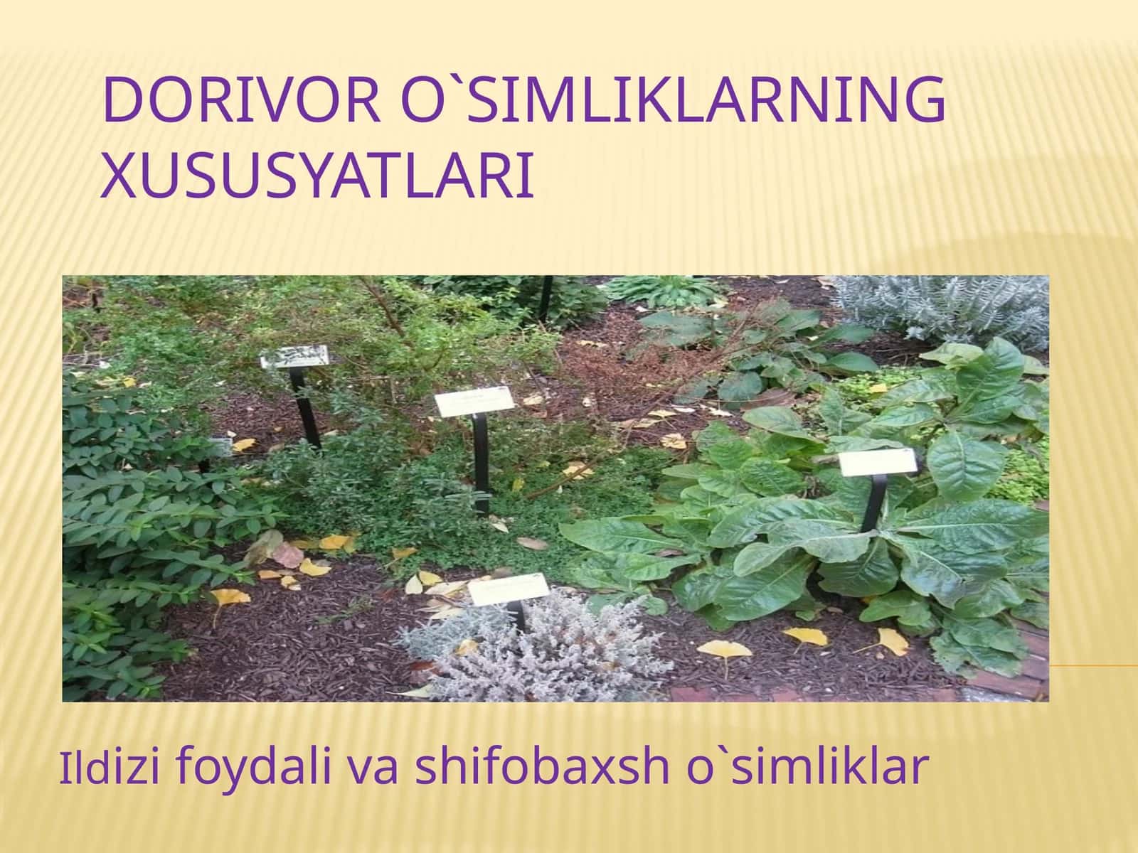 Ildizifoydali va shifobaxsho‘simliklar