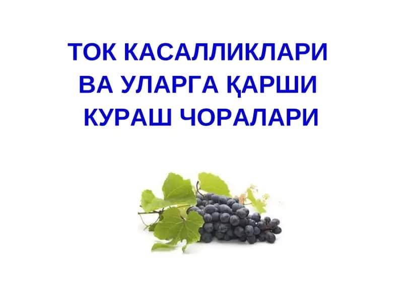 ТОК КАСАЛЛИКЛАРИ ВА УЛАРГА ҚАРШИ КУРАШ ЧОРАЛАРИ
