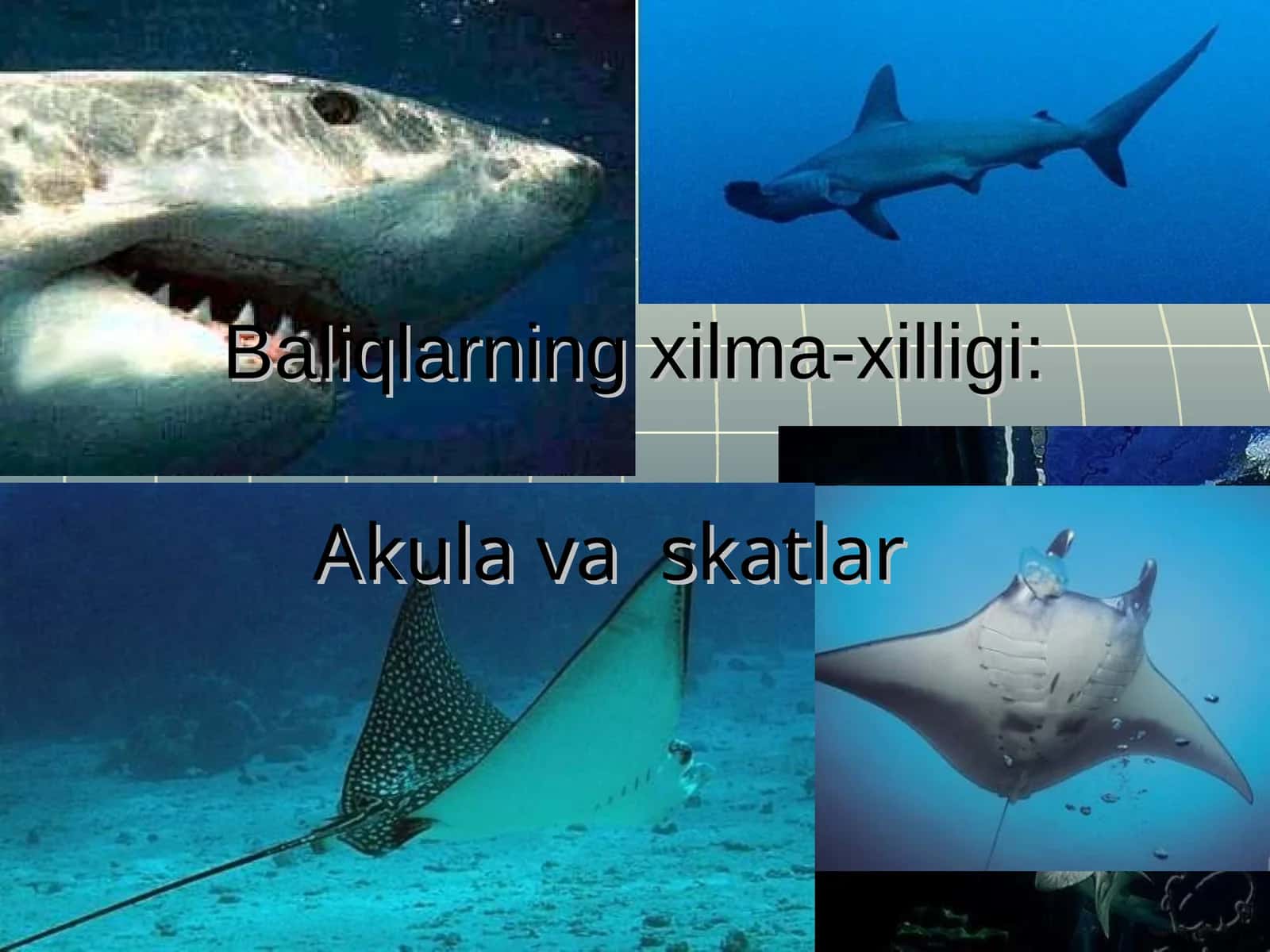 Baliqlarning xilma-xilligi