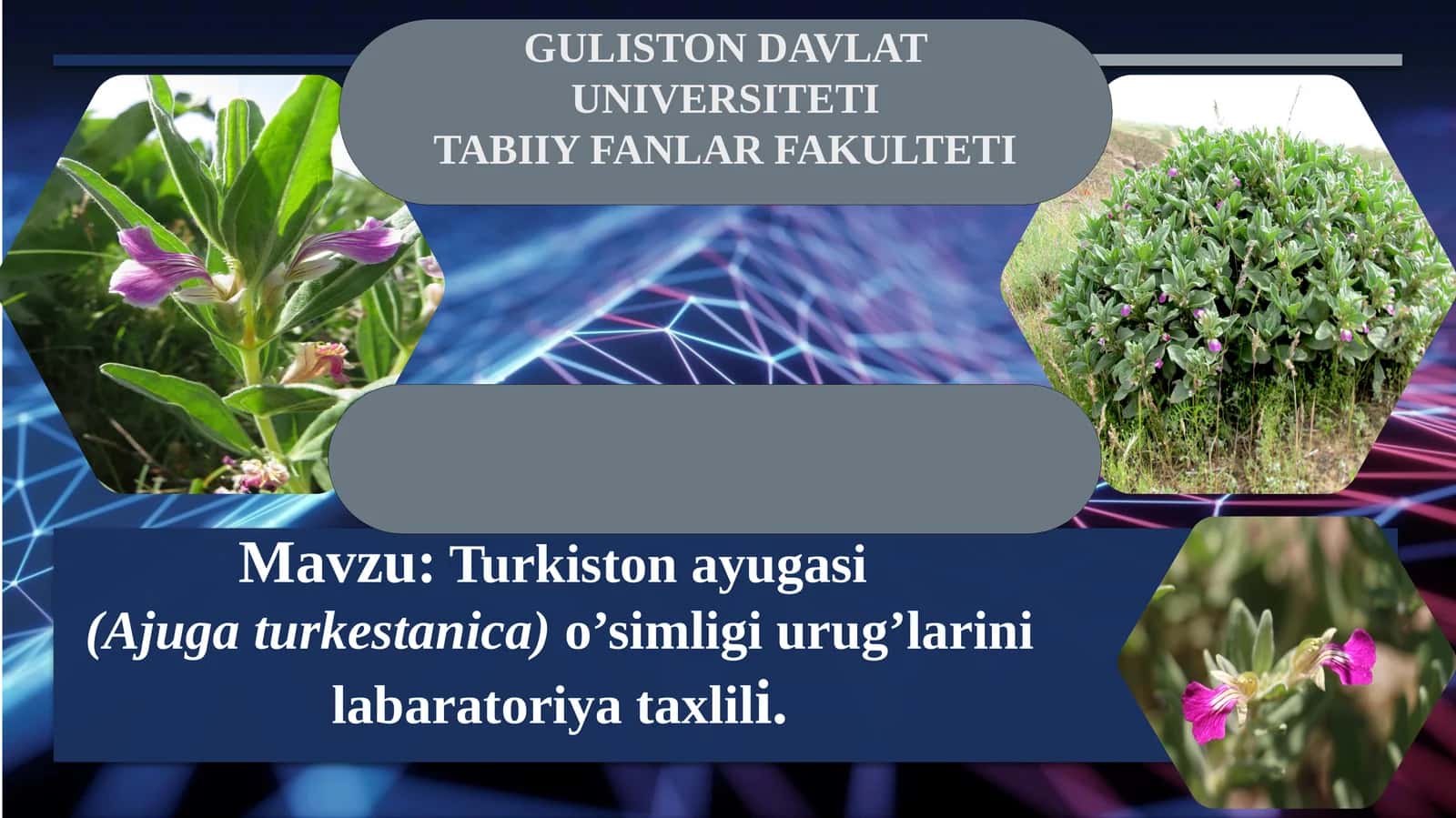 Turkiston ayugasi (Ajuga turkestanica) o’simligi