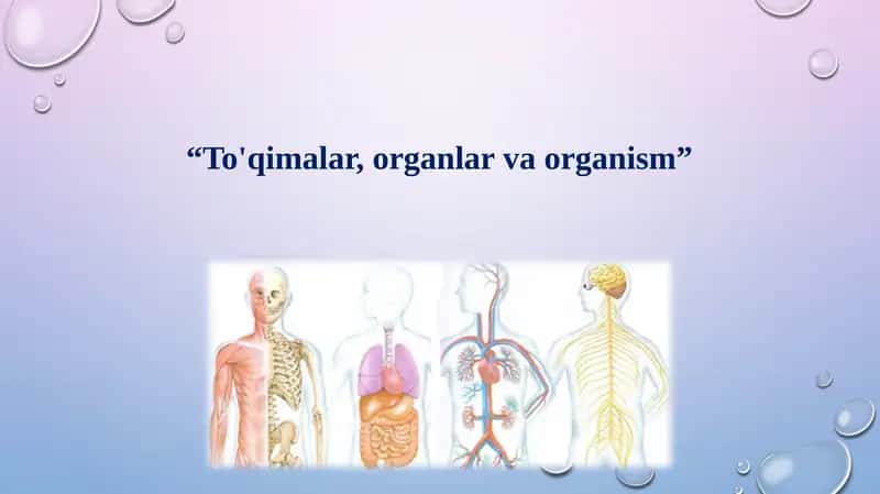 To'qimalar, organlar va organizm.