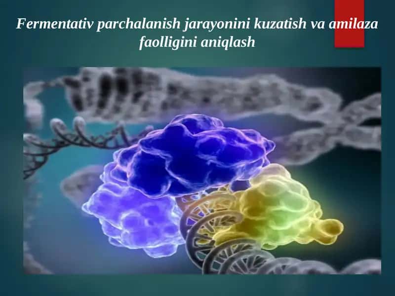 Fermentativ parchalanish jarayonini kuzatish va amilaza faolligini aniqlash