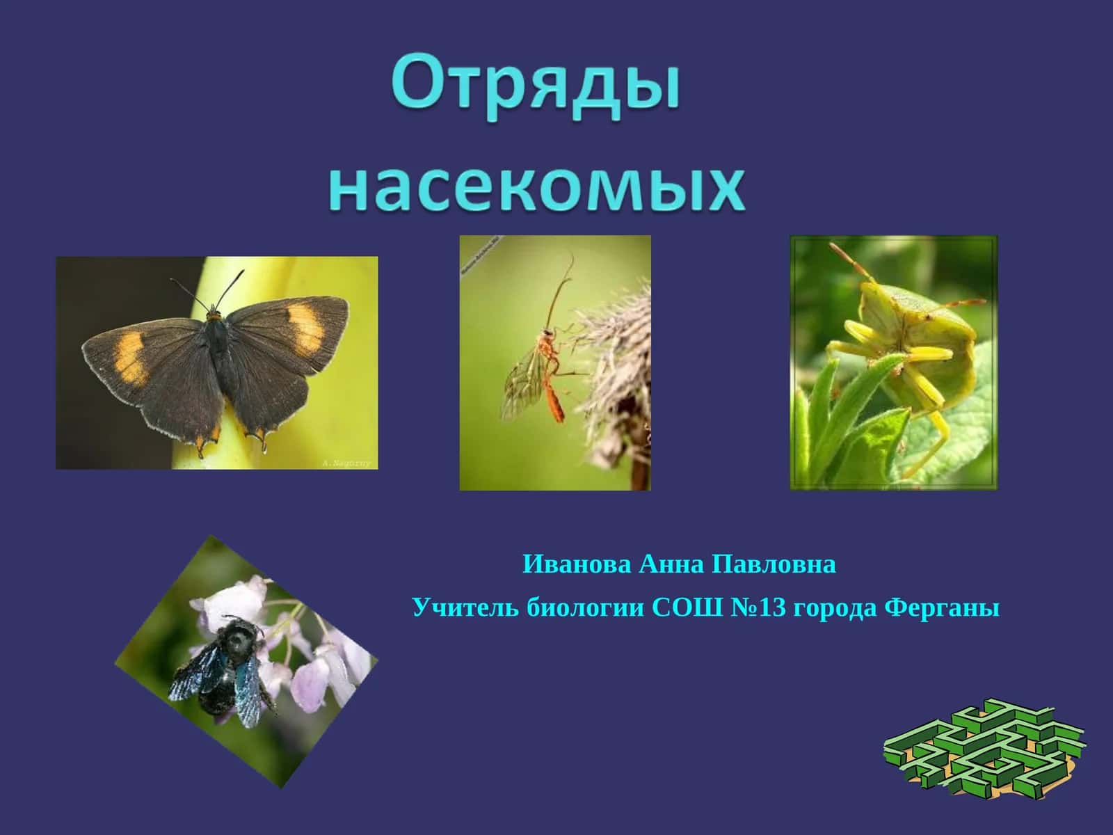 Разнообразие ротовых аппаратов