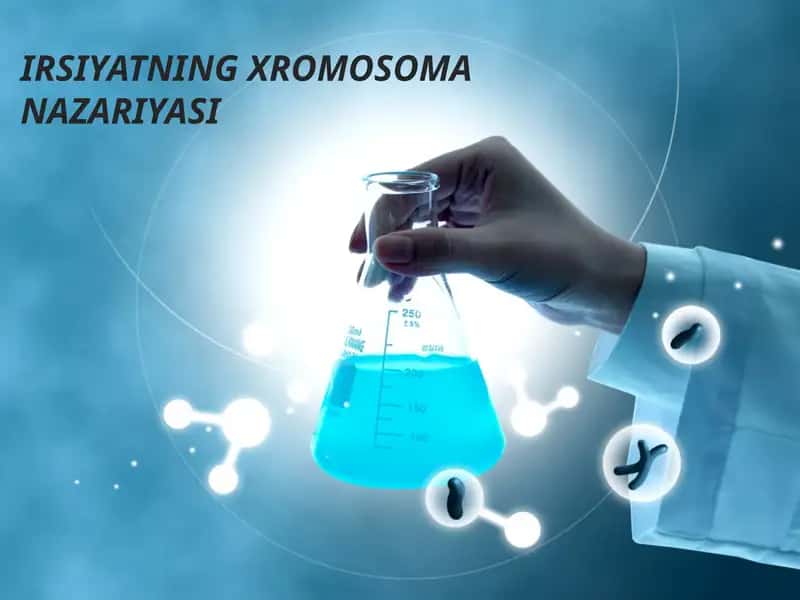 IRSIYATNING XROMOSOMA NAZARIYASI