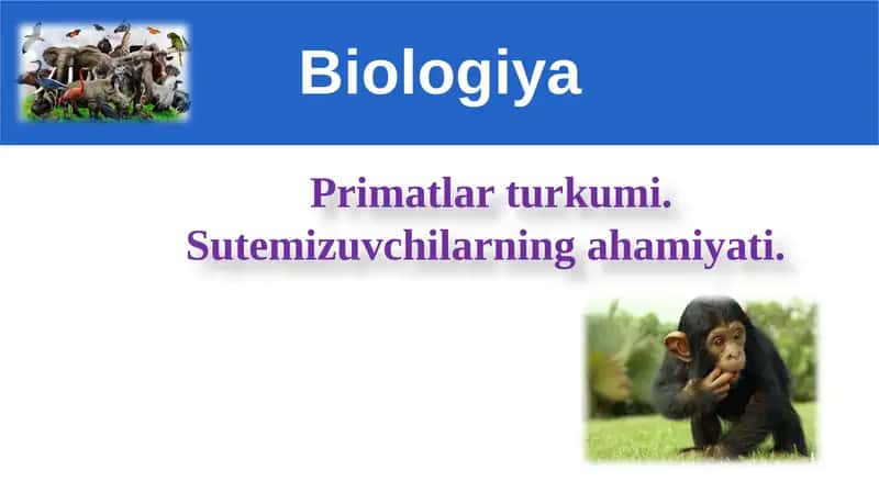Primatlarturkumi.Sutemizuvchilarningahamiyati