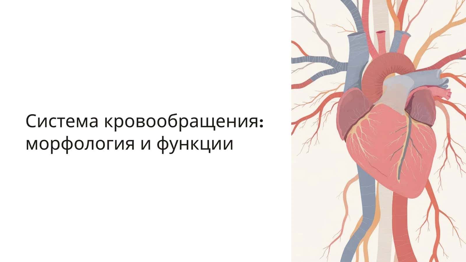 Система кровообращения: морфология и функции