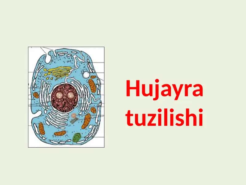 Hujayra tuzilishi