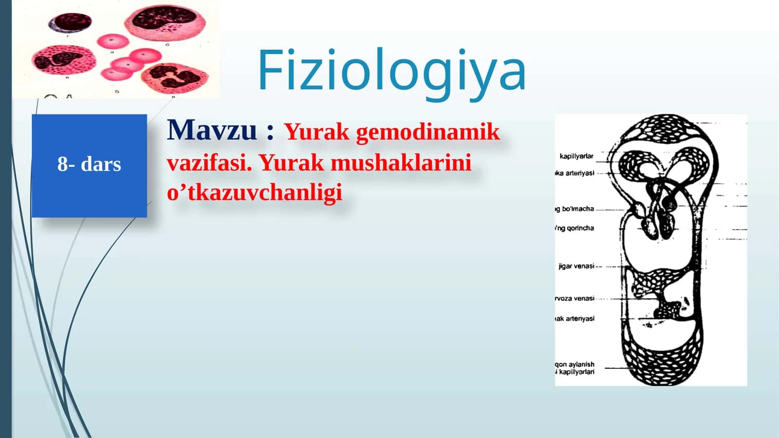 Yurak Qon-Tomirlar Fiziologiyasi