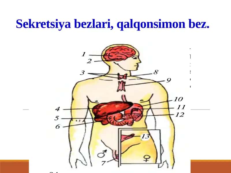 Sekretsiya bezlari, qalqonsimon bez