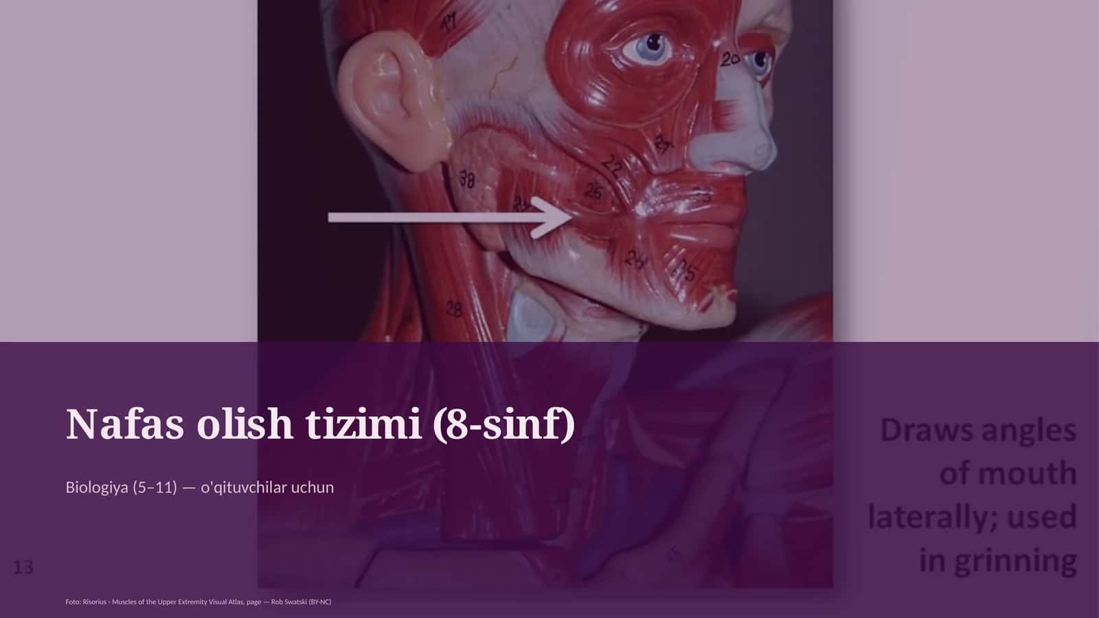 Nafas olish tizimi (8-sinf)