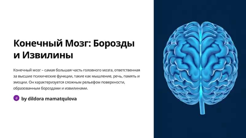 Конечный Мозг: Борозды и Извилины