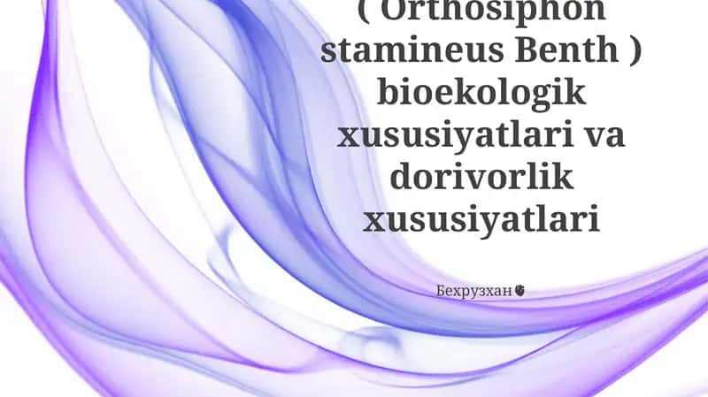 Buyrak choyi (Orthosiphon stamineus Benth)