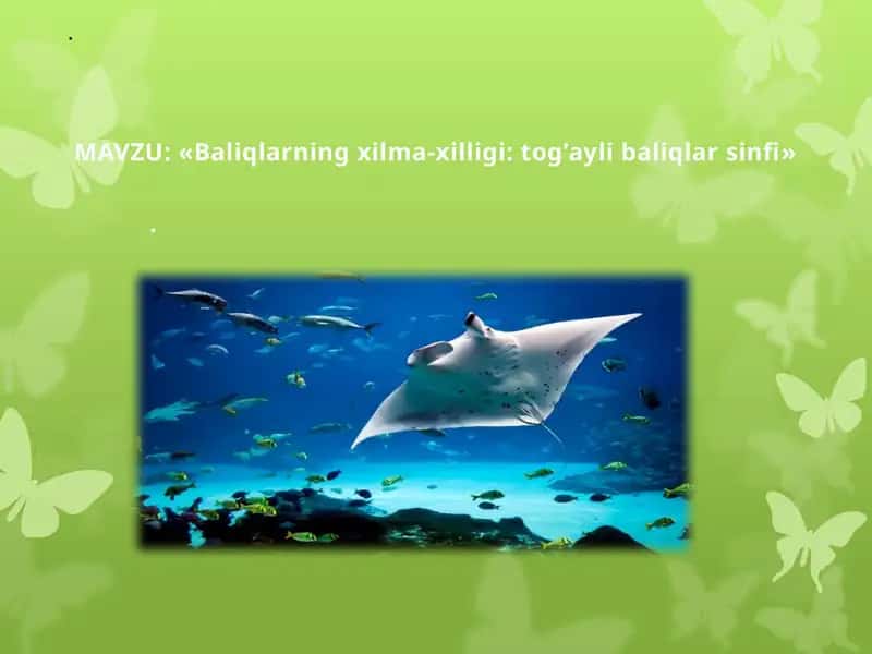 Baliqlarning xilma-xilligi: tog'aylibaliqlar sinfi