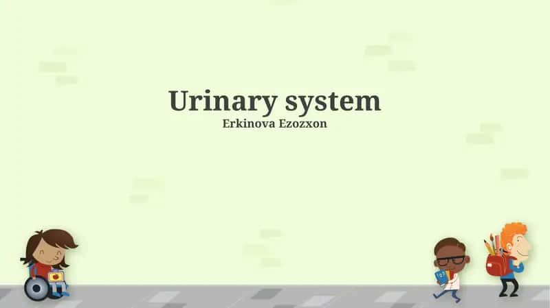 Urinary system