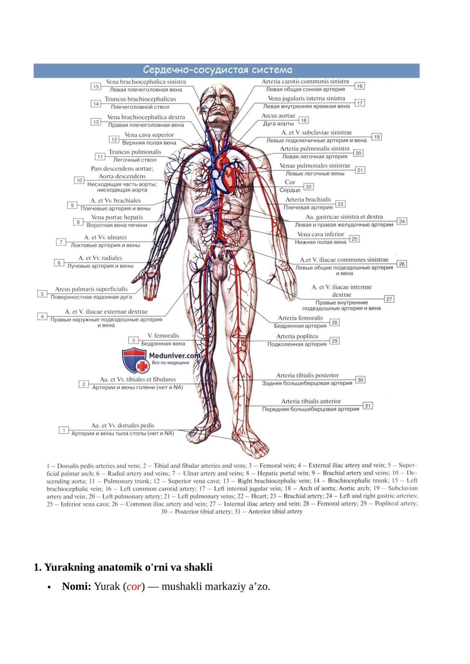 Yurakning anatomik o'rni va shakli
