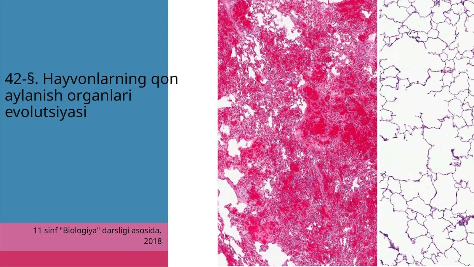 Hayvonlarning qon aylanish organlari evolutsiyasi