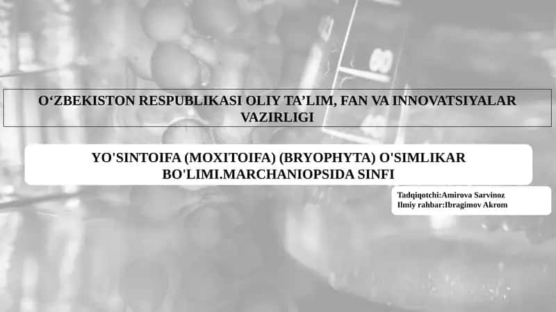 YO'SINTOIFA (MOXITOIFA) (BRYOPHYTA) O'SIMLIKAR BO'LIMI