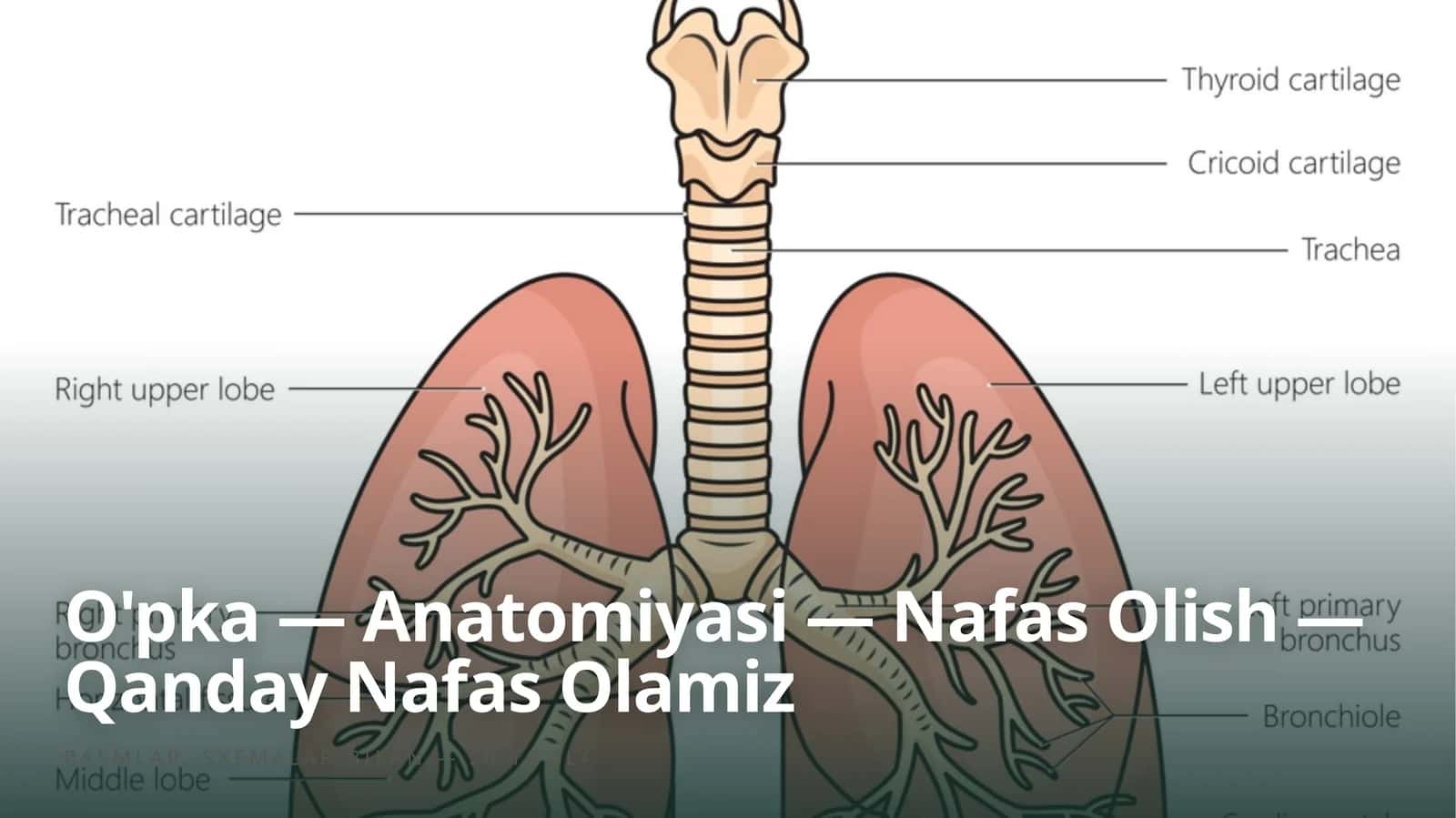 O'pka — Anatomiyasi — Nafas Olish — Qanday Nafas Olamiz (Prezentatsiya)