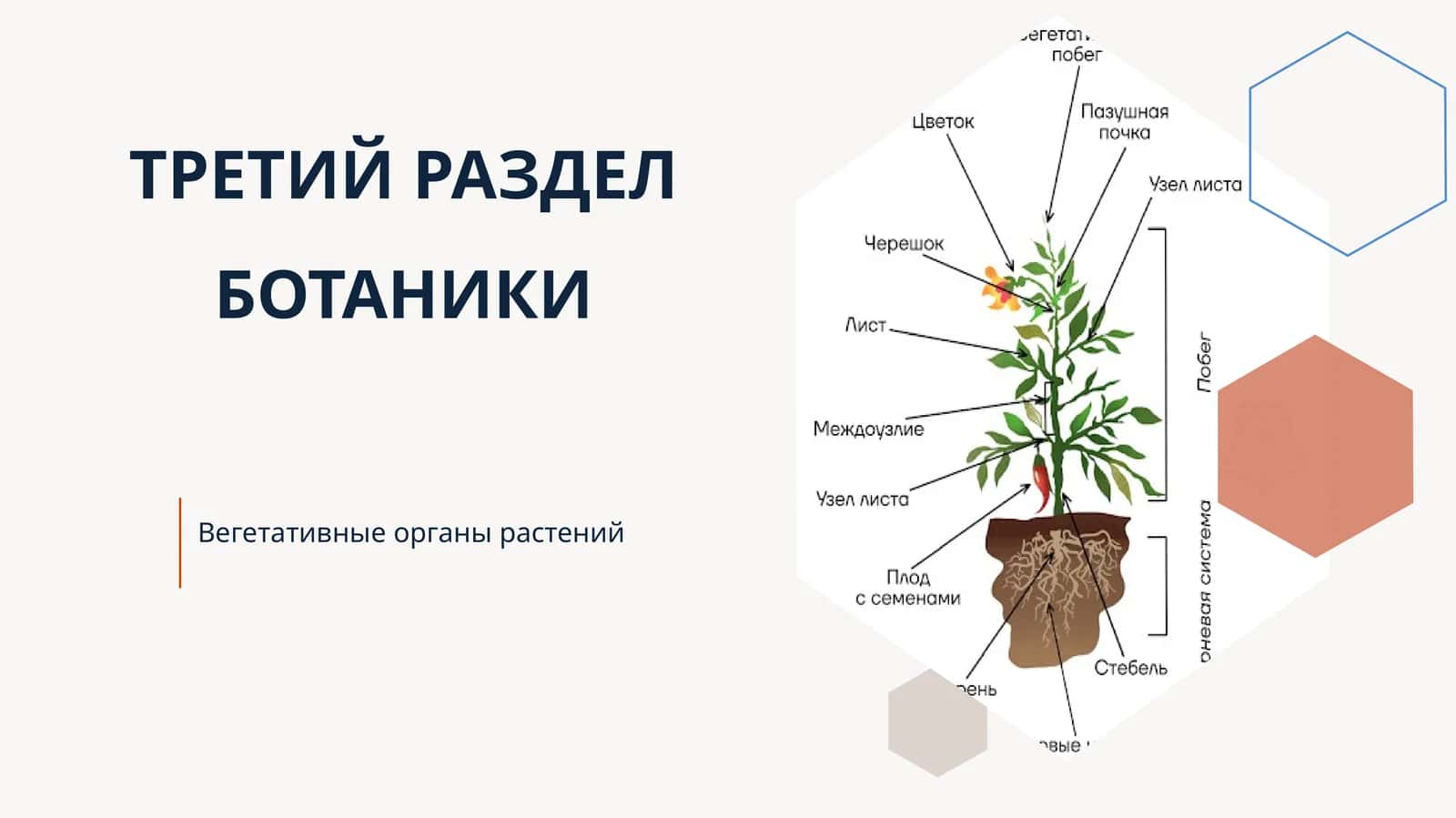 ТРЕТИЙ РАЗДЕЛ БОТАНИКИ