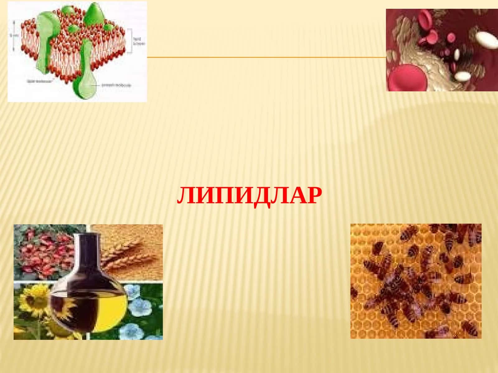Липидлар
