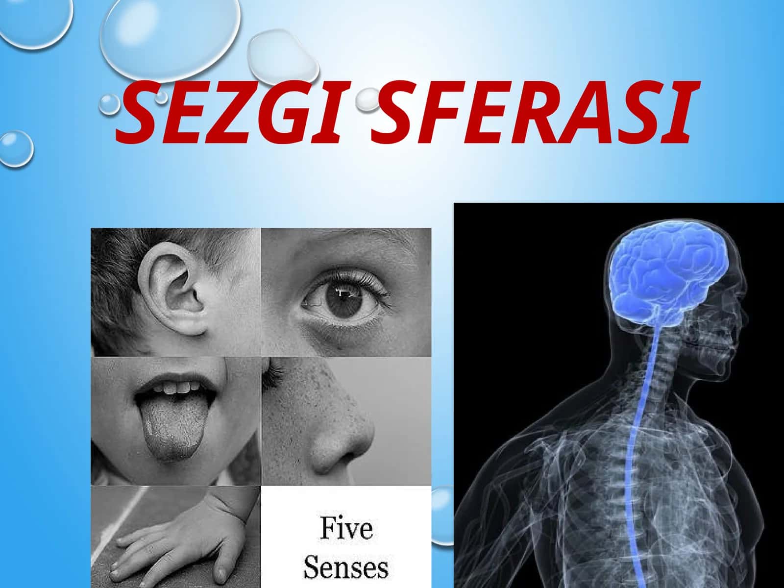SEZGI SFERASI