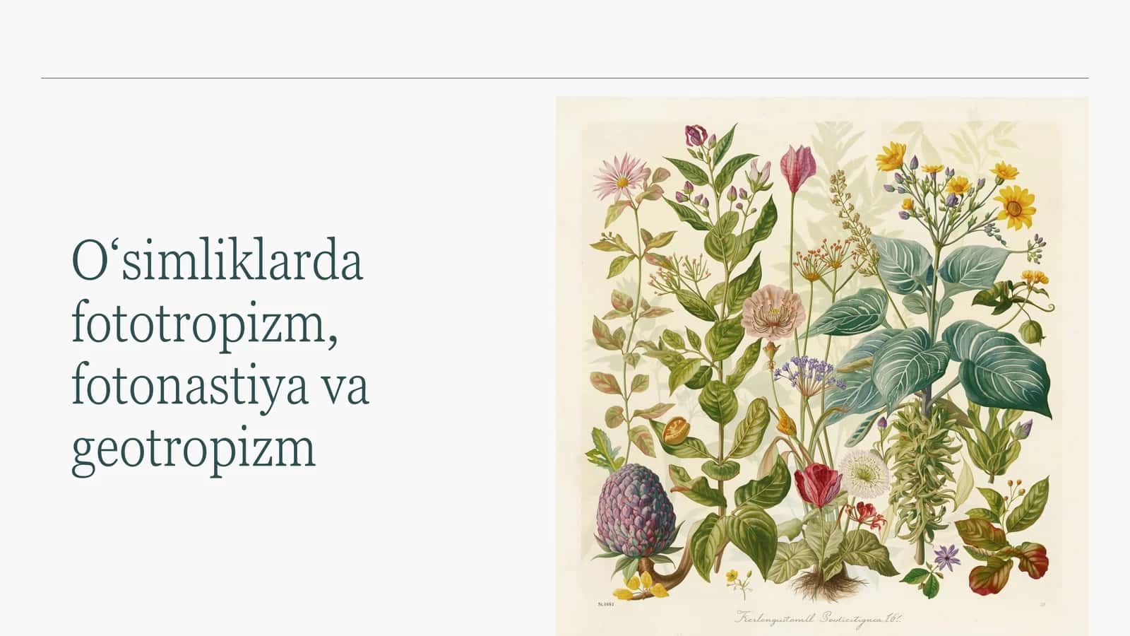 O‘simliklarda harakat turlari