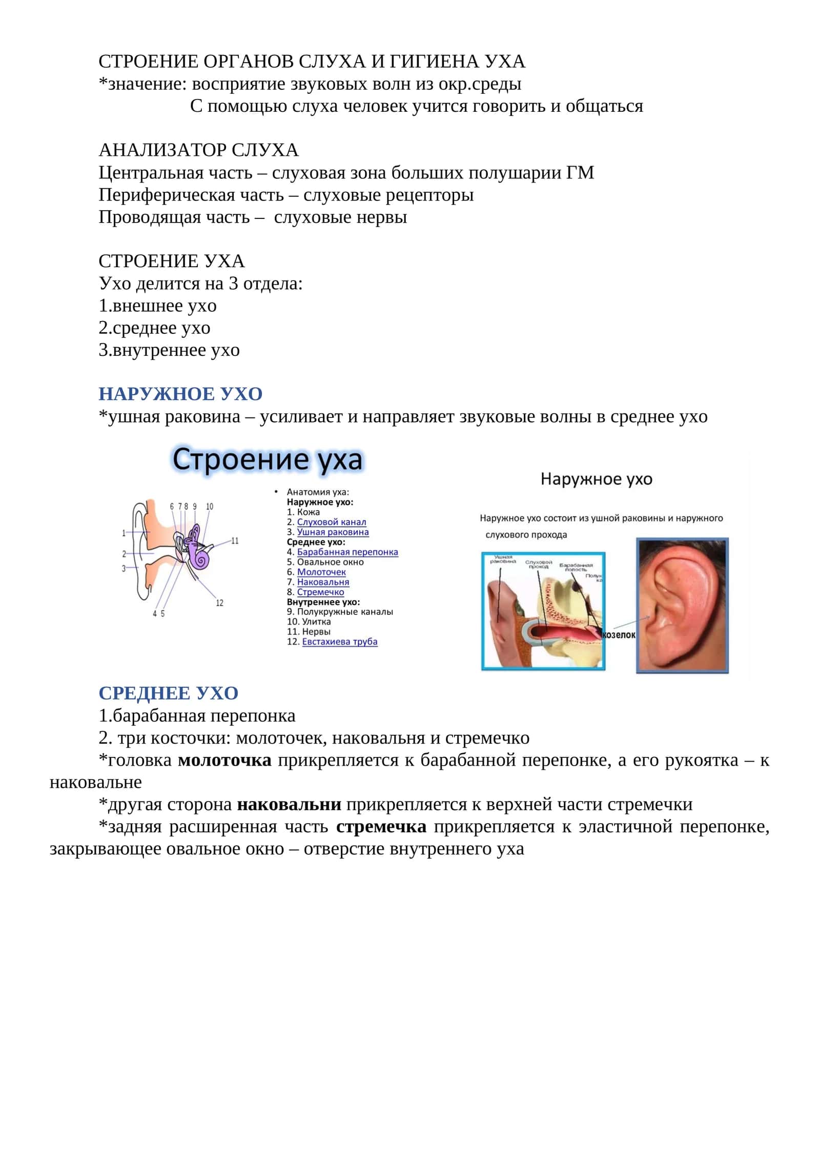 СТРОЕНИЕ ОРГАНОВ СЛУХА И ГИГИЕНА УХА