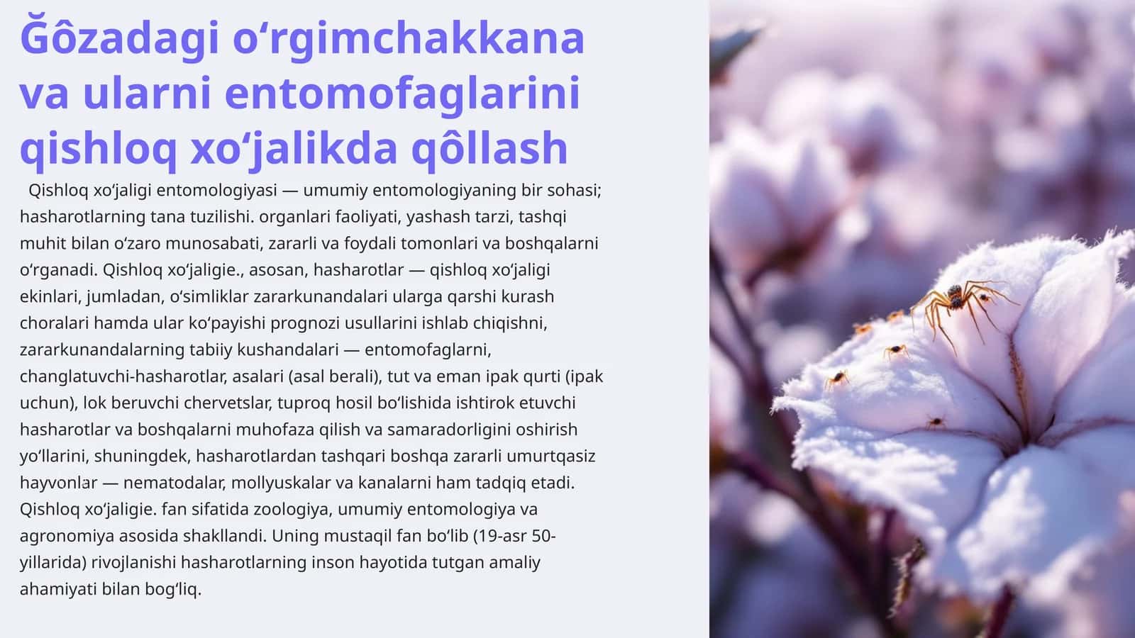 Ğôzadagi oʻrgimchakkana va ularni entomofaglarini qishloq xoʻjalikda qôllash