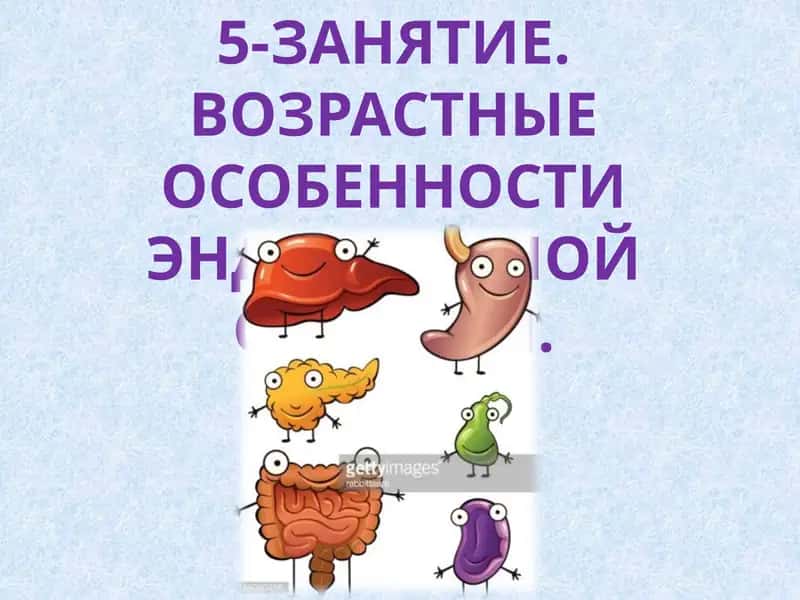 ЗАНЯТИЕ.ВОЗРАСТНЫЕ ОСОБЕННОСТИ ЭНДОКРИННОЙ СИСТЕМЫ