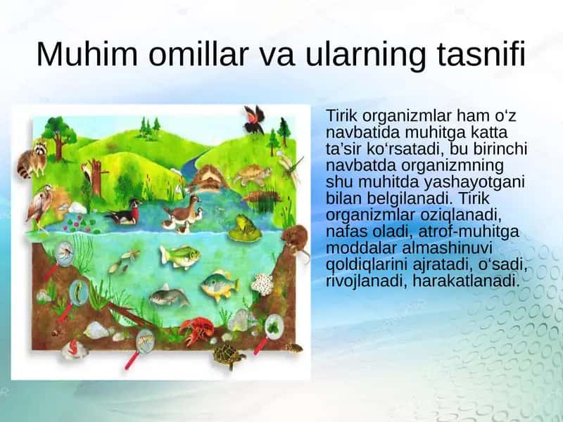 Muhit omillari va ularning tasnifi