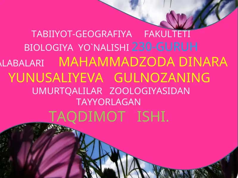 TOG‘AYLI BALIQLAR (CHONDRICHTHUES) SINFI