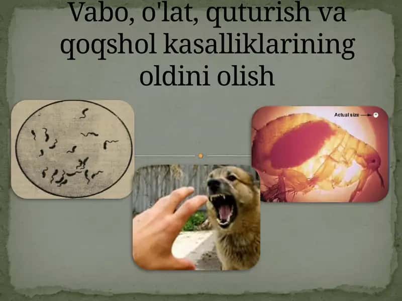 Vabo