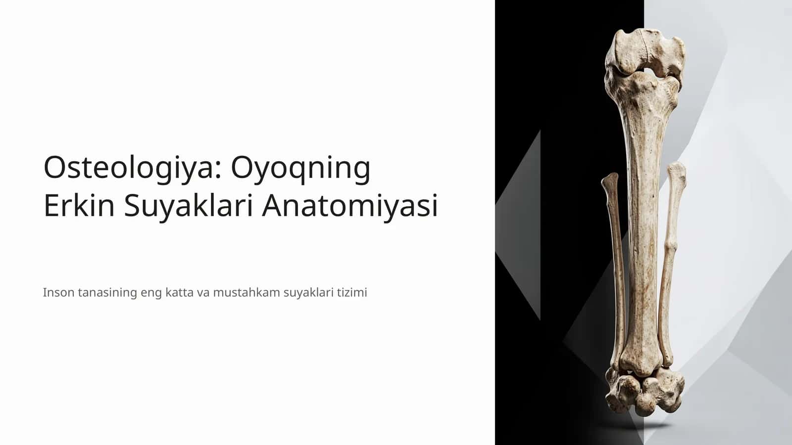 Osteologiya: Oyoqning Erkin Suyaklari Anatomiyasi