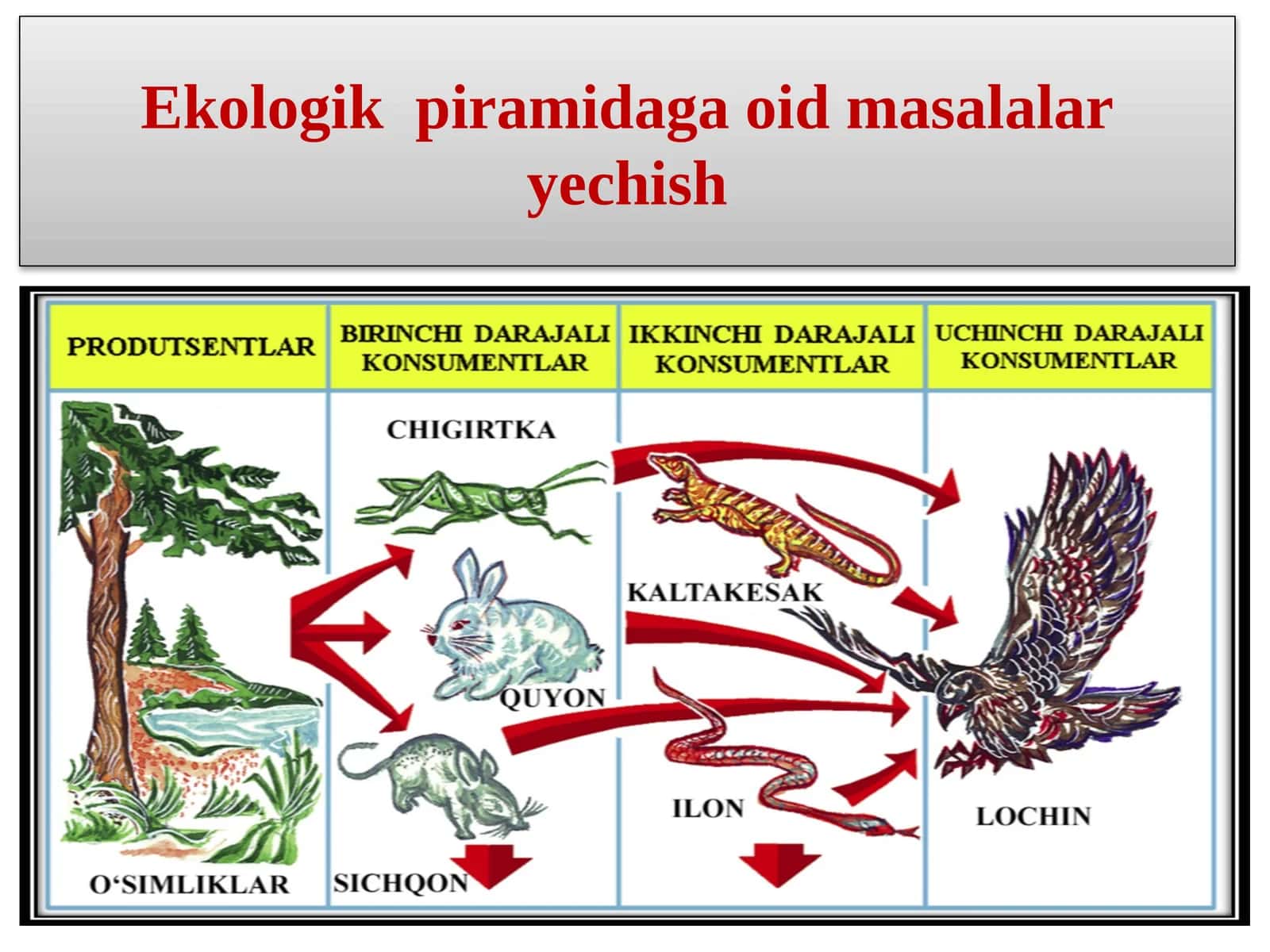 Ekologik piramidaga oid masalalar ye chish