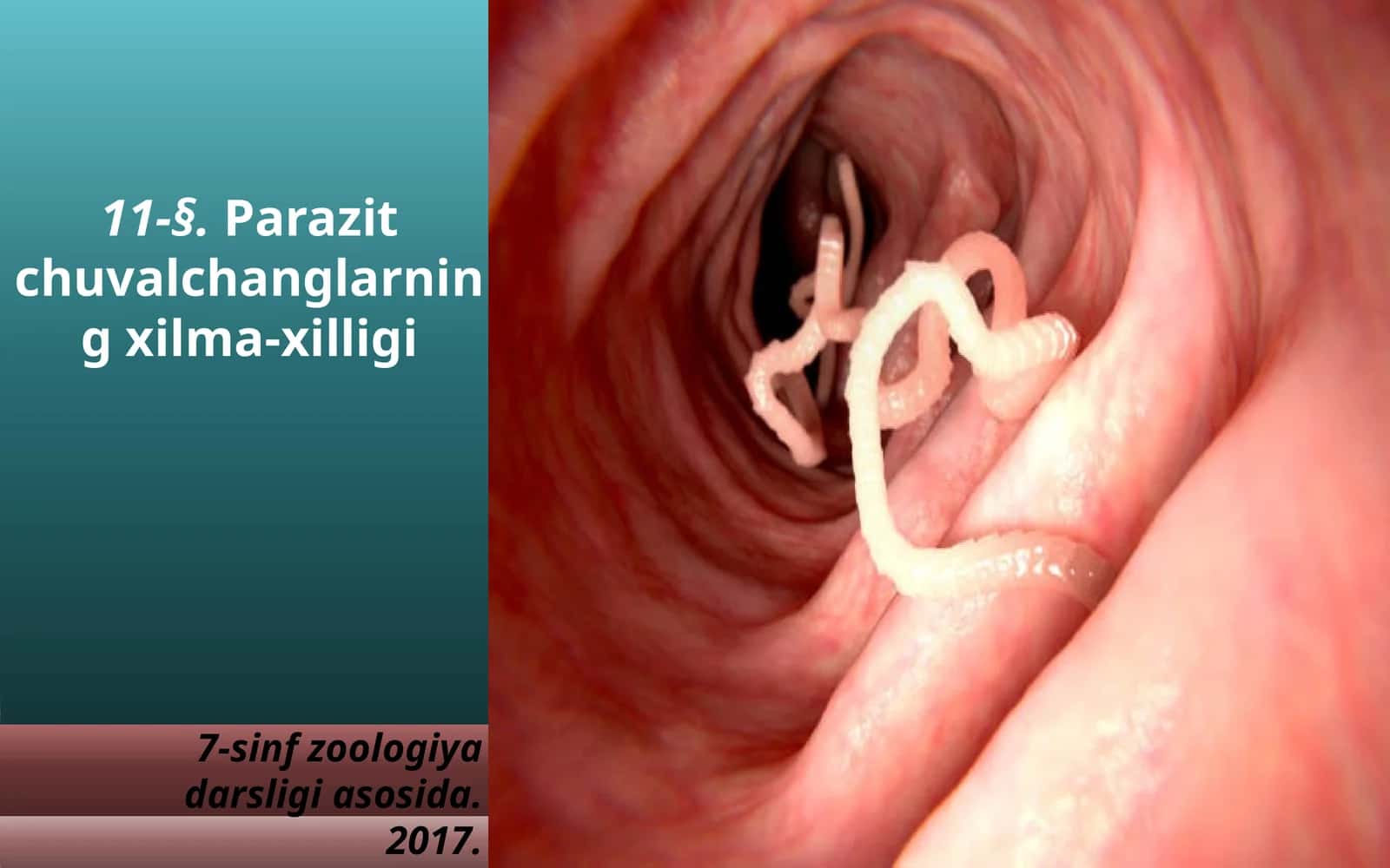 7-sinf Zoologiya 'Parazit chuvalchanglarning xilma-xilligi' ko'rgazma