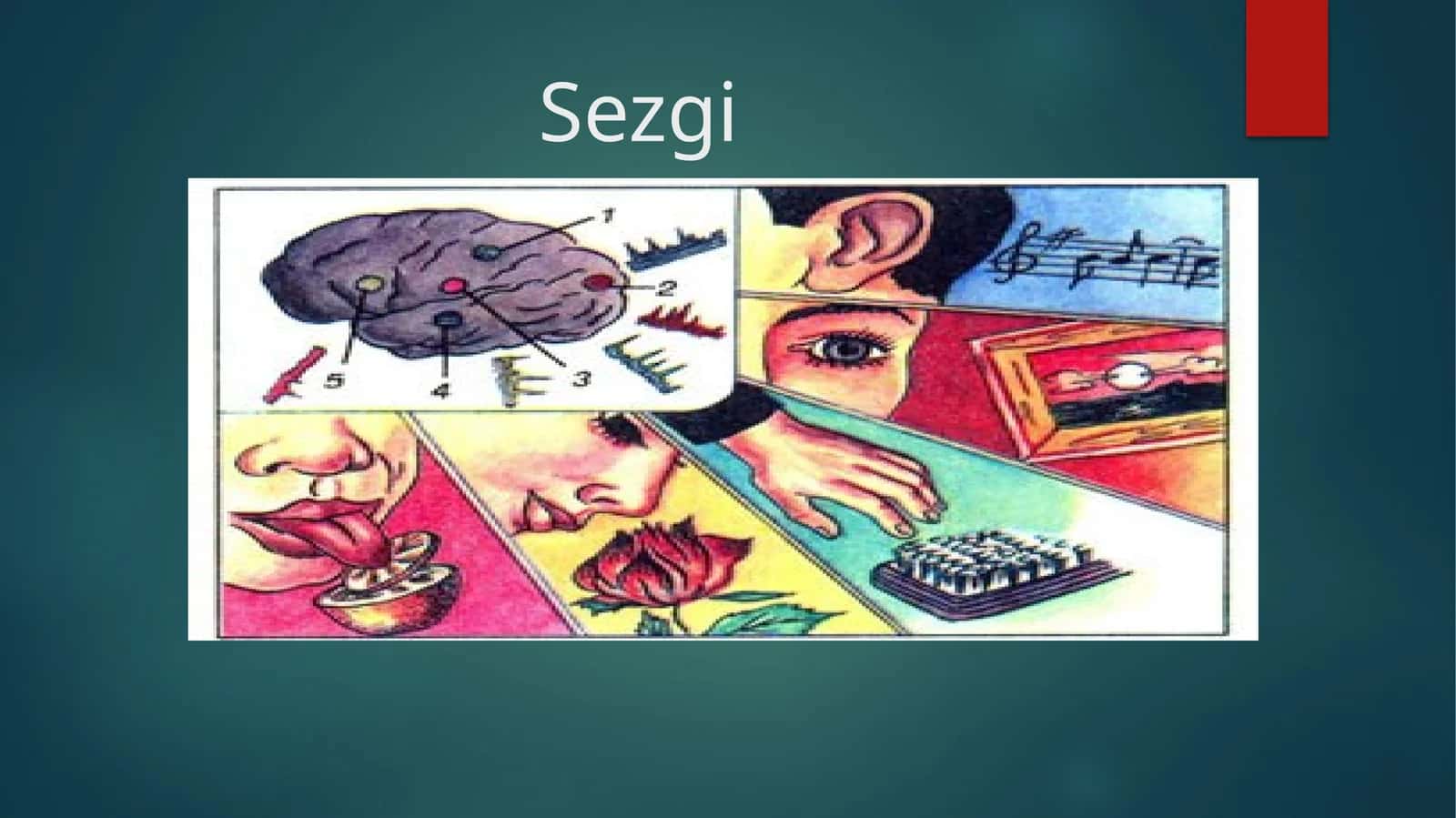Sezgi