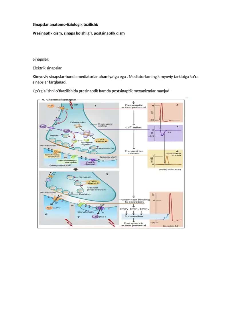 Sinapslar fiziologiyasi. Retseptorlar